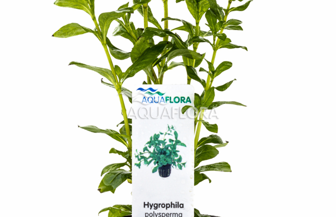 Hygrophila Polysperma - Pe
