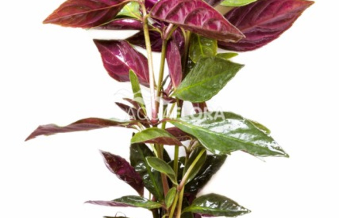 Nomaphila Species (red) - Ba