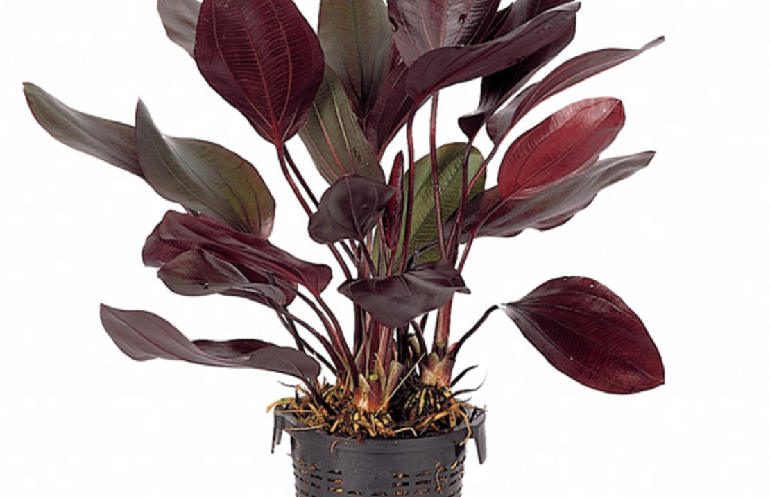 Echinodorus 'aflame' (r) - Xl