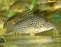 Sterba's Cory