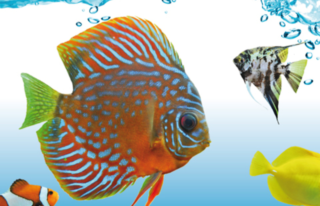 Degen Profi Menu Blister 2 X 100 Gr.