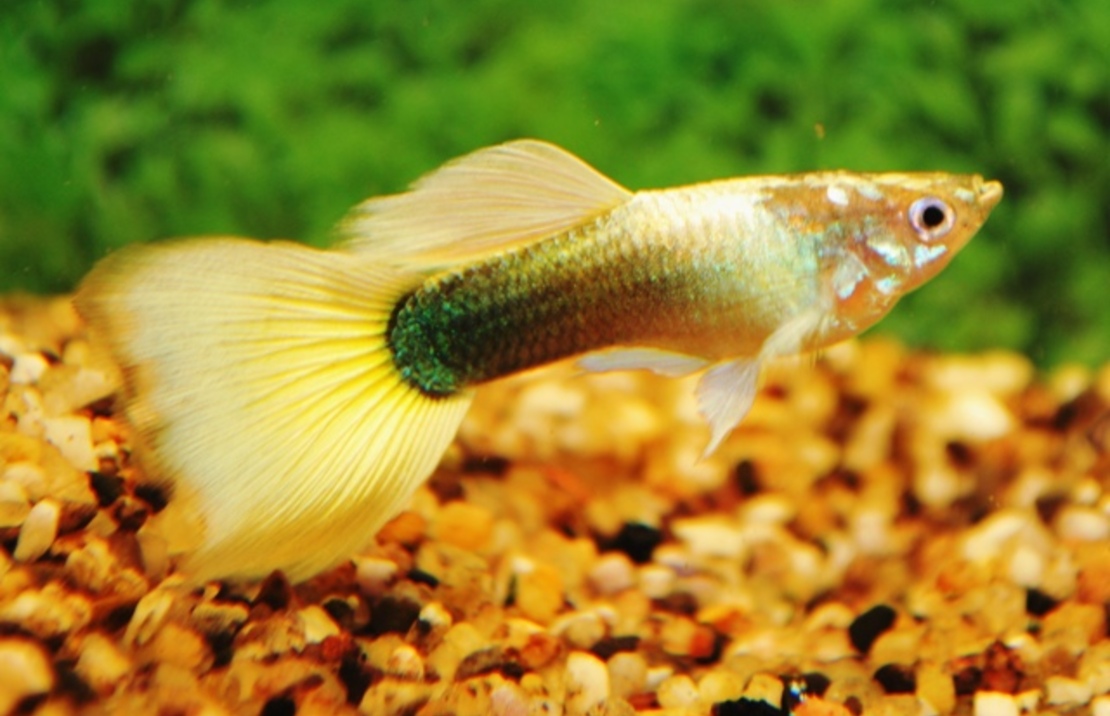 Guppy Tuxedo Gelb Mann