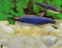 TÉtra Royal Super Bleu