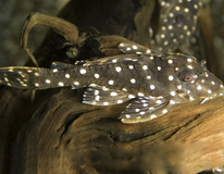 L201 Orinoco Angel Pleco