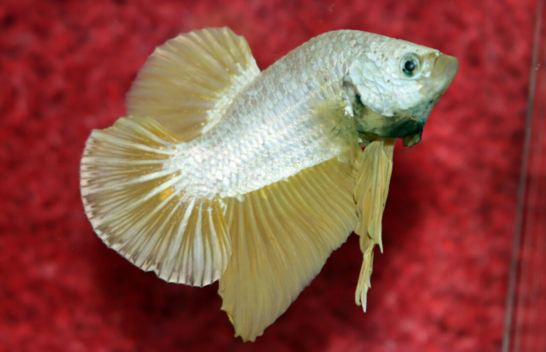 Combattant Plakat Platinum Gold (mÂle)