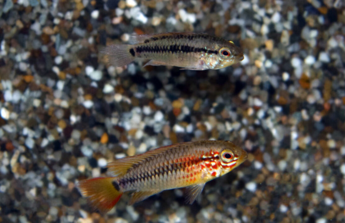 Apisto À Gorge Noire Rouge