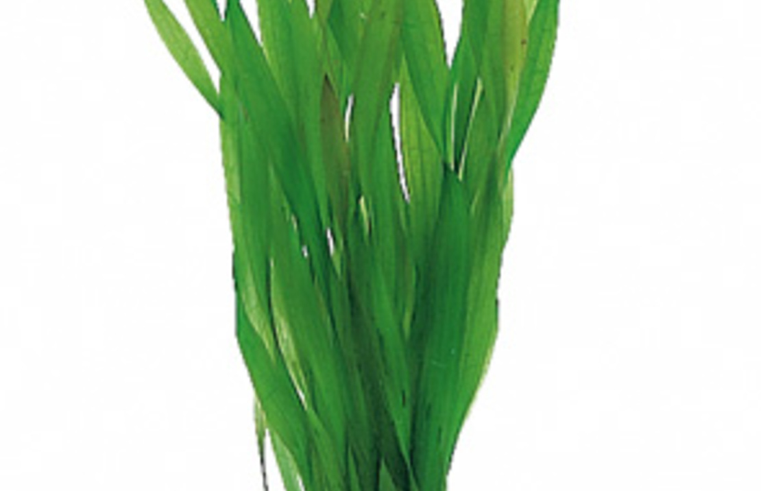 Vallisneria Spiralis 'torta' - Ps