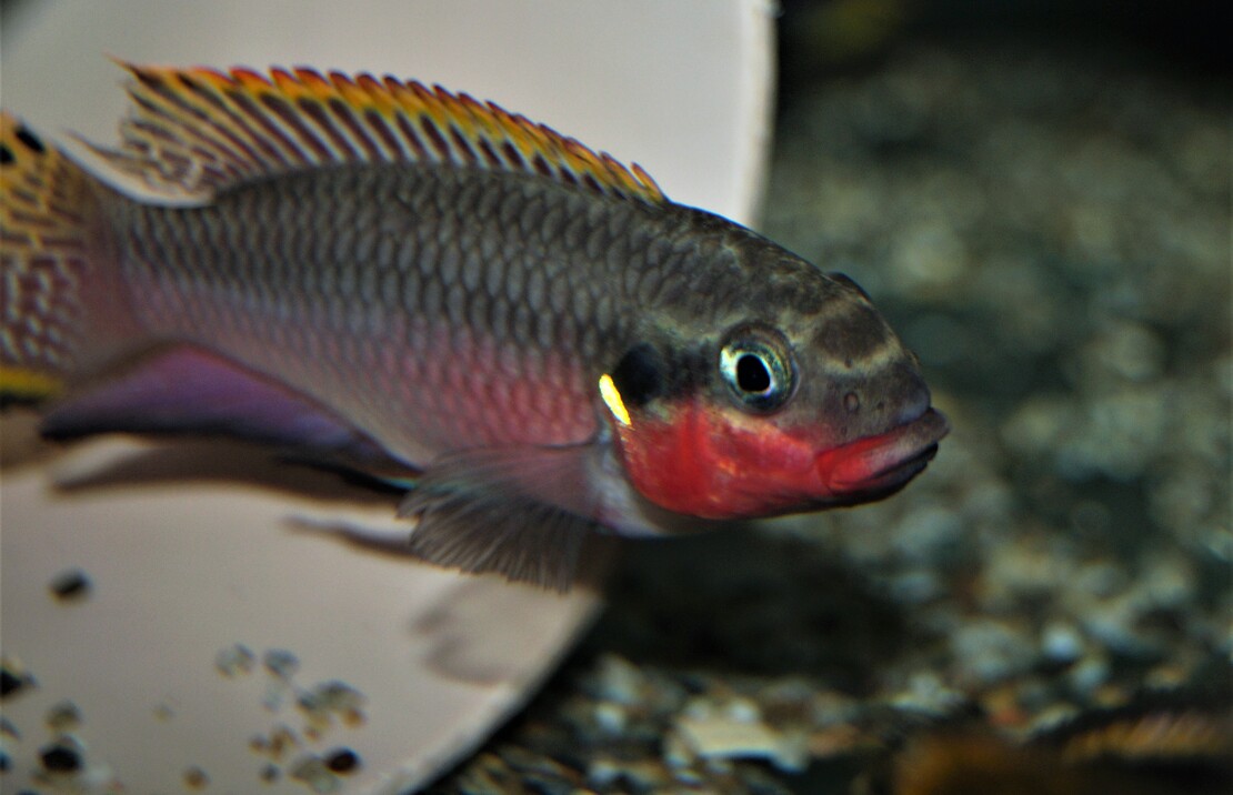 Kersenbuikcichlide Nigeria Red