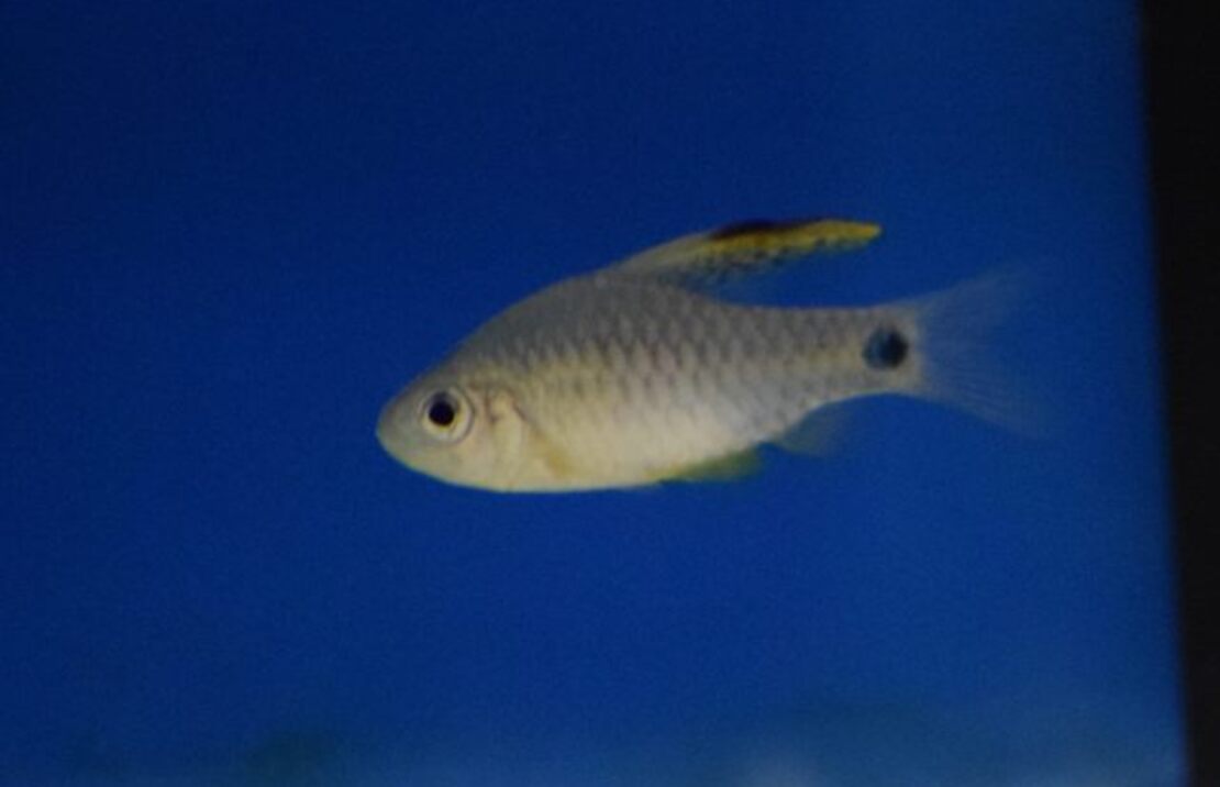 Drape-fin Barb
