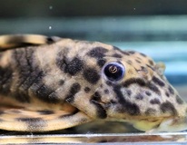 Lda061 Treestriped Clown Pleco