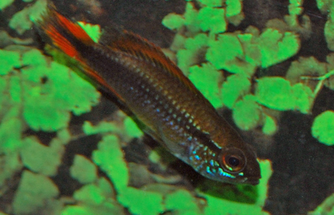 CichlidÉ Nain D'agassiz