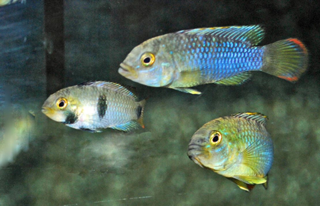 CichlidÉ Nain Panda