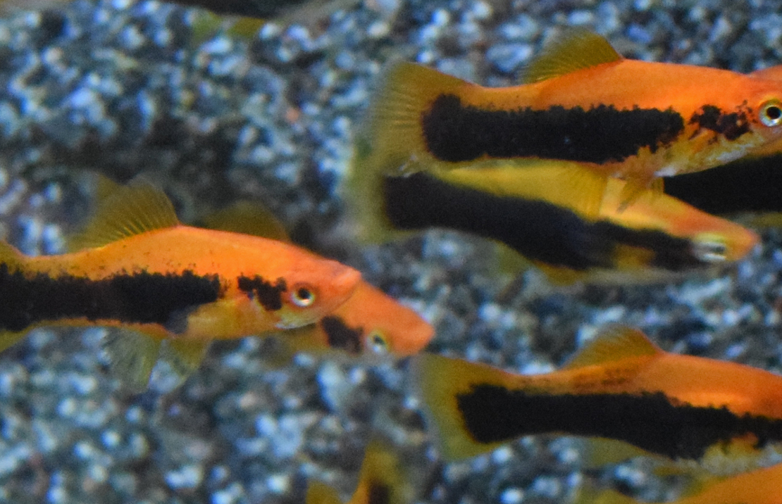 Zwaarddrager Rood Tuxedo