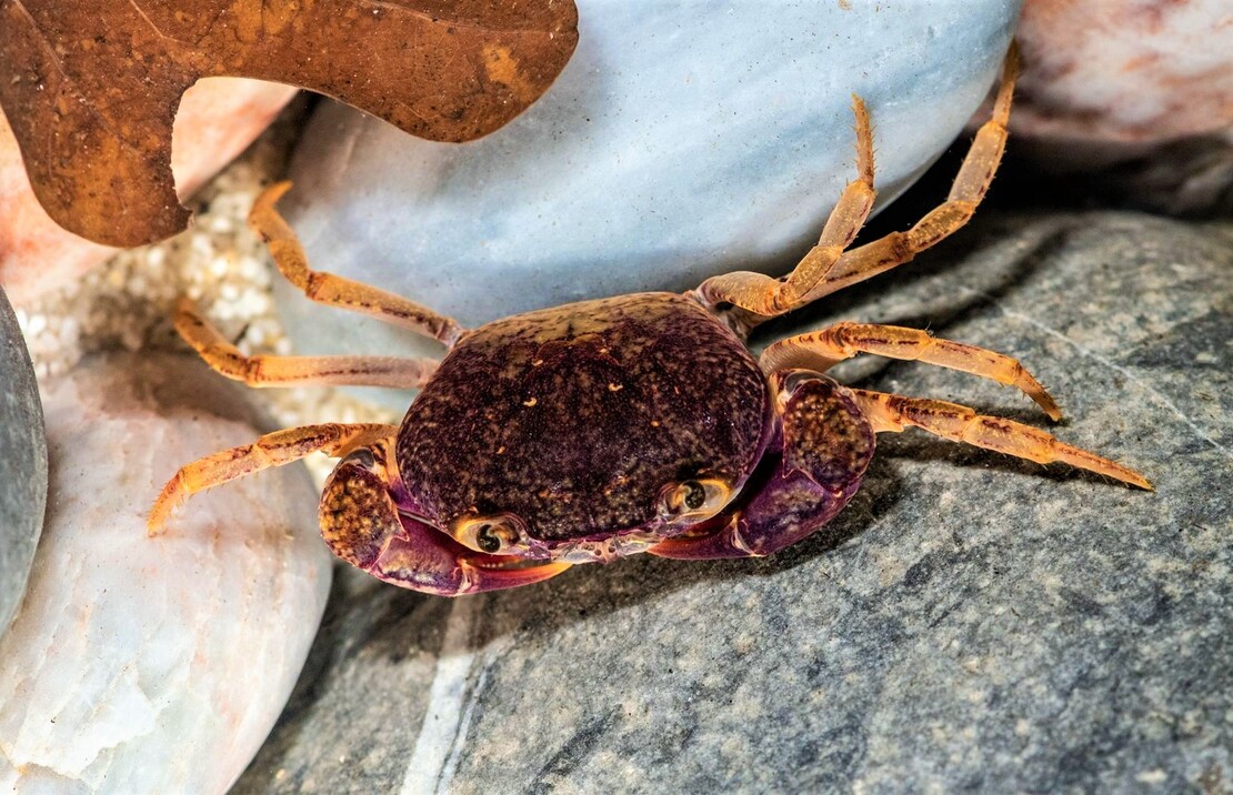 Crevette Verre Taiwan