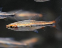 Potloodvisje Beckfordi Rood