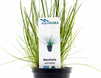 Eleocharis Acicularis - Pe