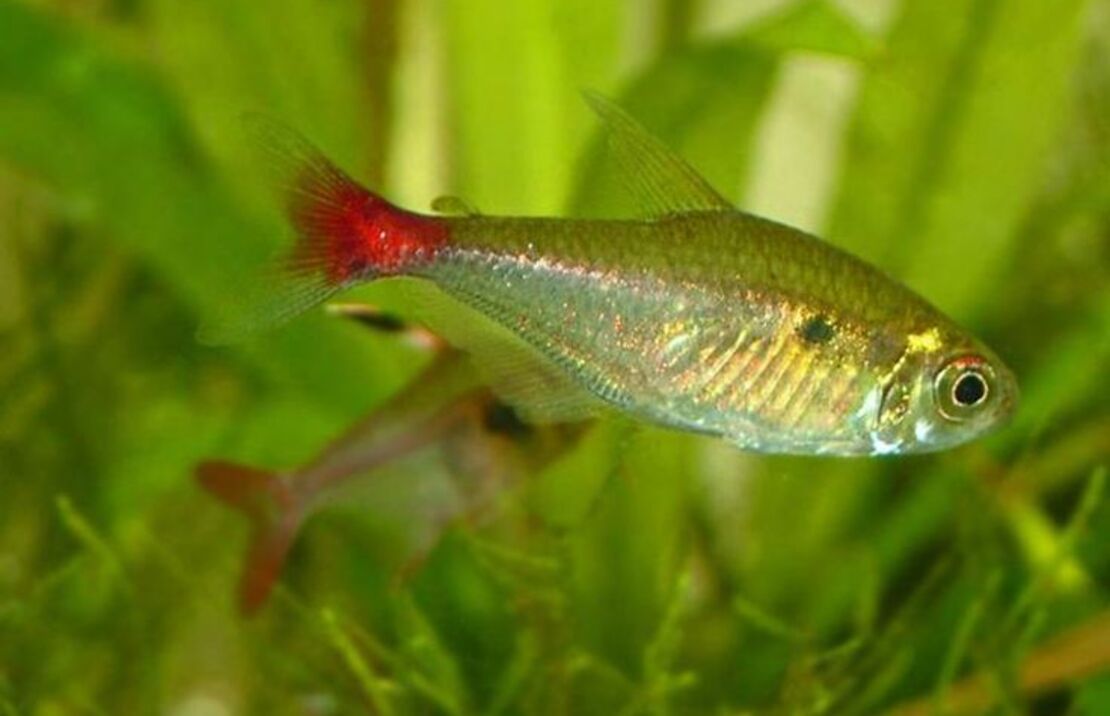 Hemigrammus Stictus L