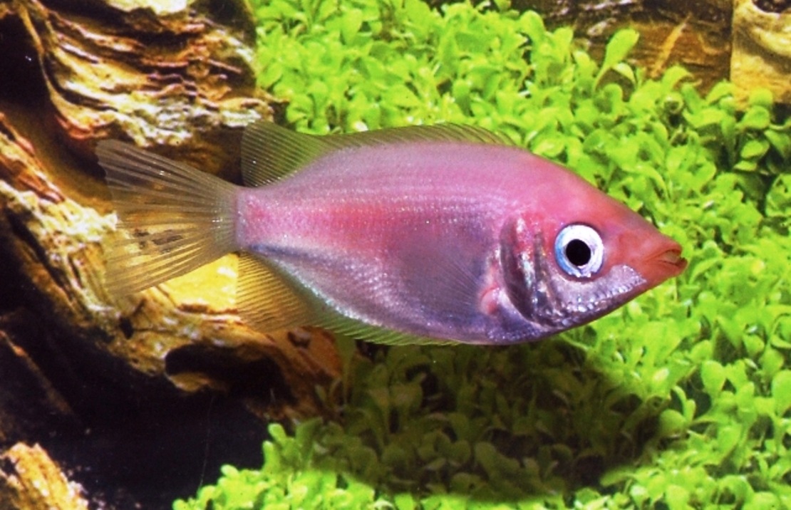 Gourami Embrasseur Rose