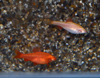 Cherry Barb Albino