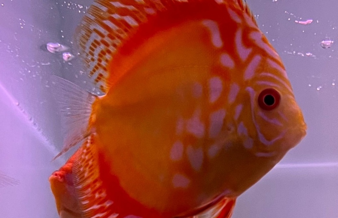 Discus Red Map