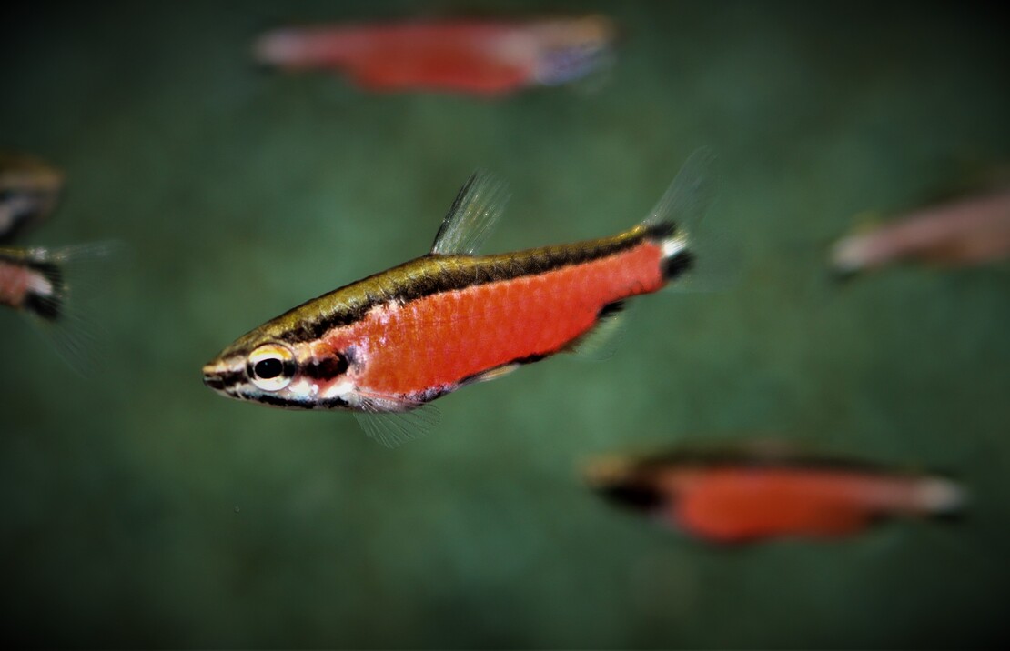 Poisson-crayon Cenepa