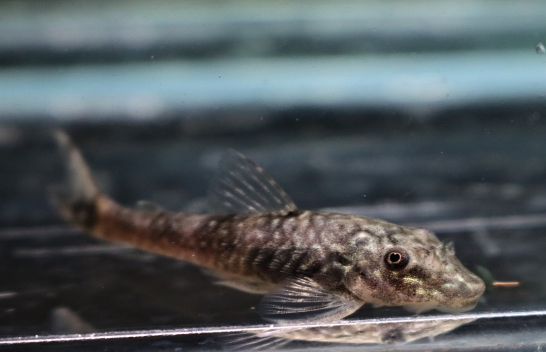 Dwarf Pleco Bahiensis
