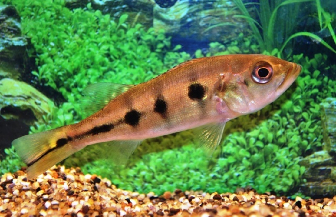 Cichla Ocellaris
