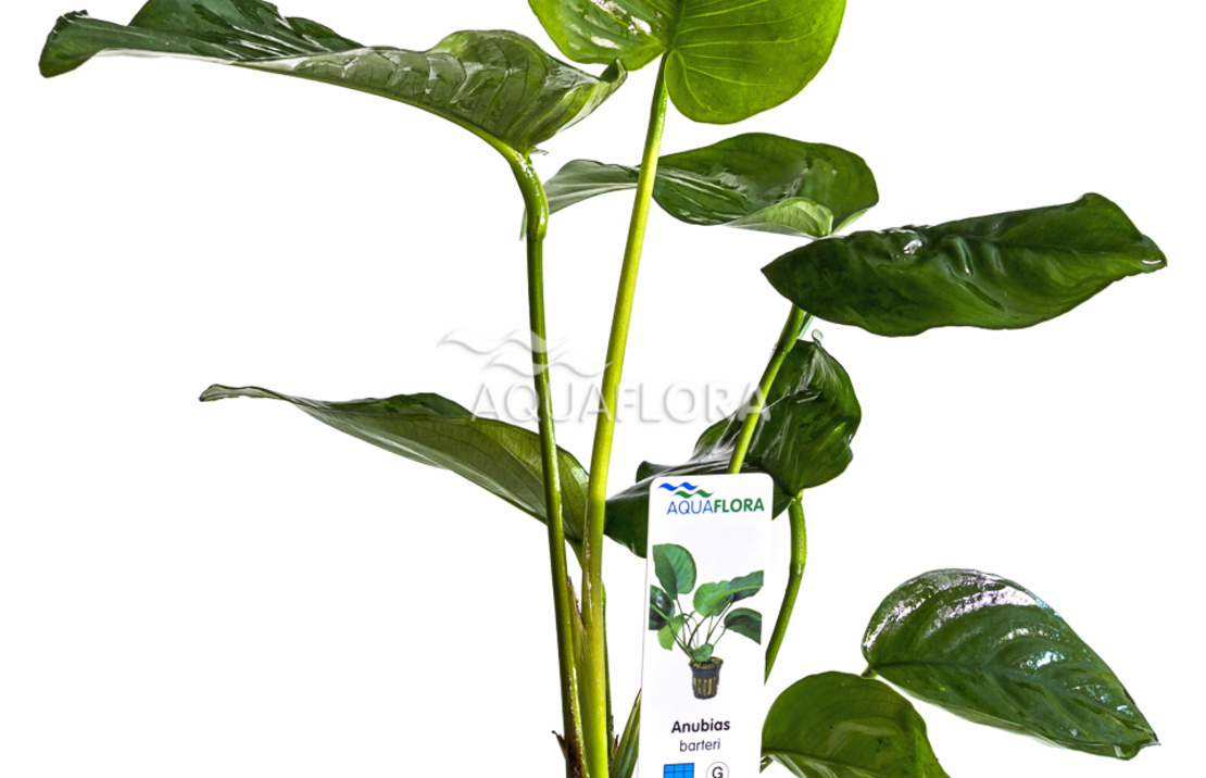 Anubias Barteri - Pe