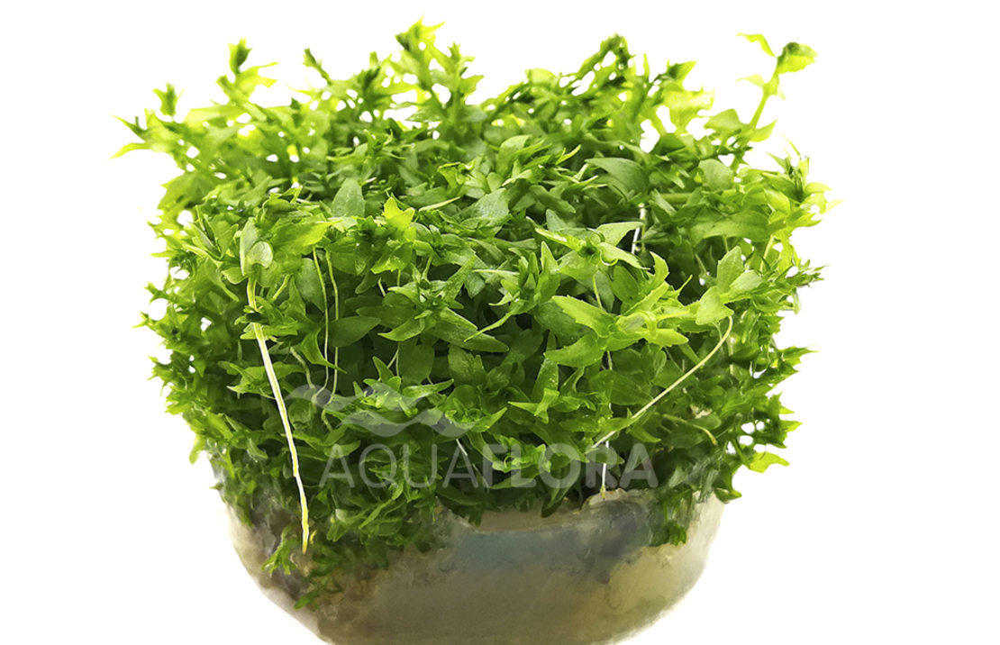 Gratiola Viscidula - In Vitro Cup