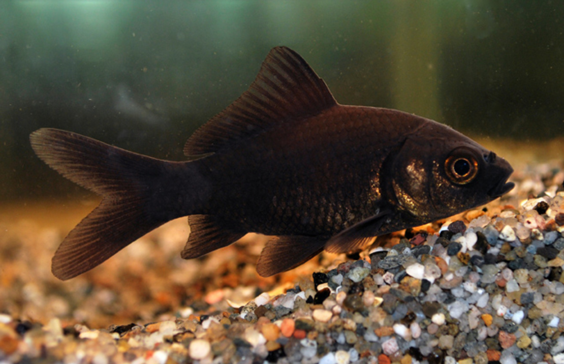 Goudvis Komeet Zwart