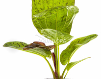 Echinodorus 'paul Kloecker' - Pe