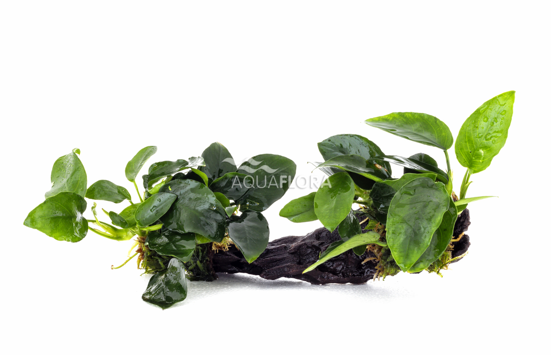 Anubias Driftwood M (20-30cm) - Dw