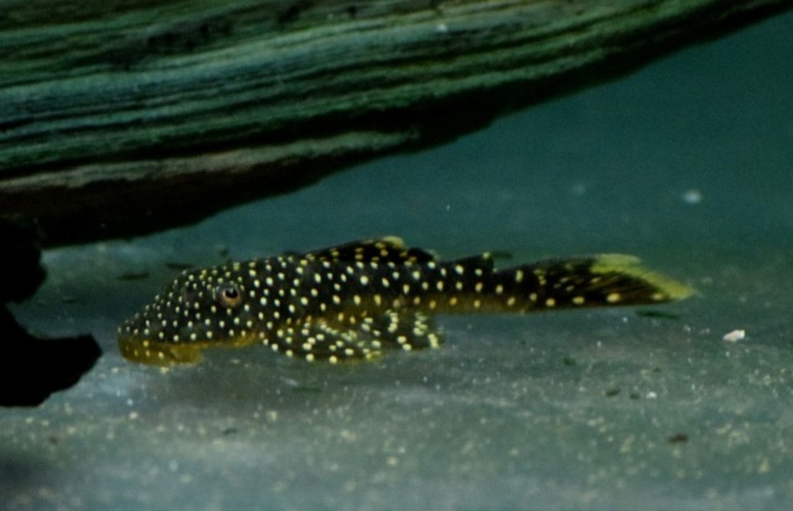 L067 Lot Spot Pleco