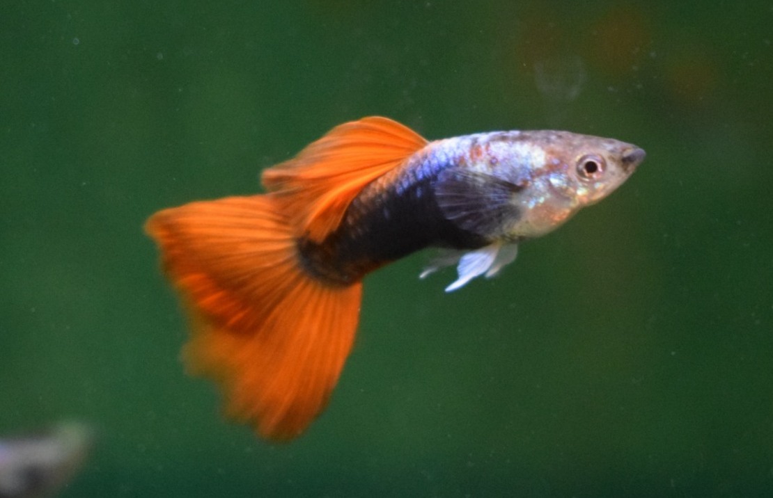 Guppy Silber Tuxedo Rot Mann