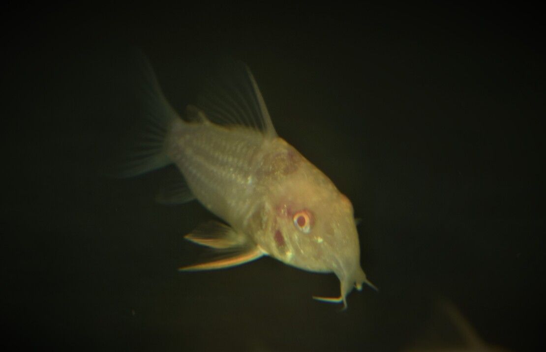 Corydoras De Sterba Albino