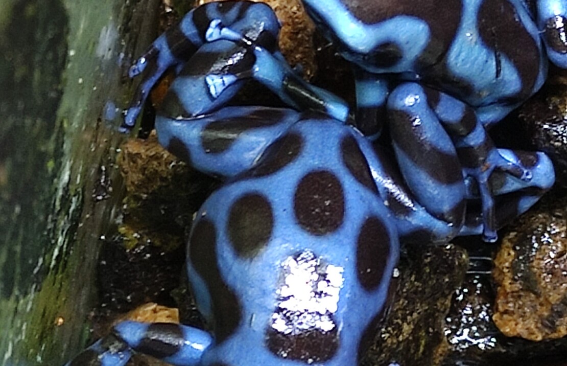 Dendrobate DorÉ Bleu