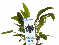 Cryptocoryne Wendtii 'brown' - Pe
