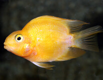 Poisson Perroquet Jaune