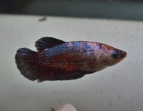 Combattant King (femelle)