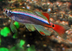 Tanichthys
