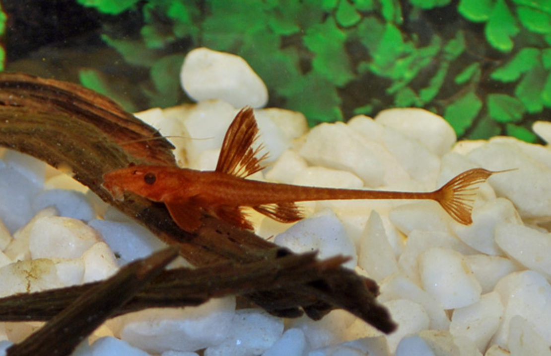 L010a Red Lizard Catfish