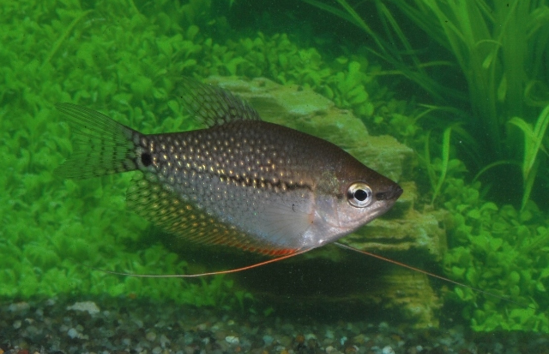 Gourami PerlÉ