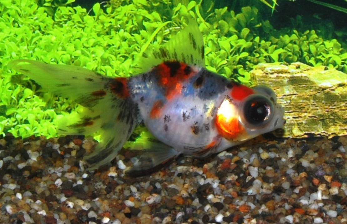 Fantail Telescope Calico