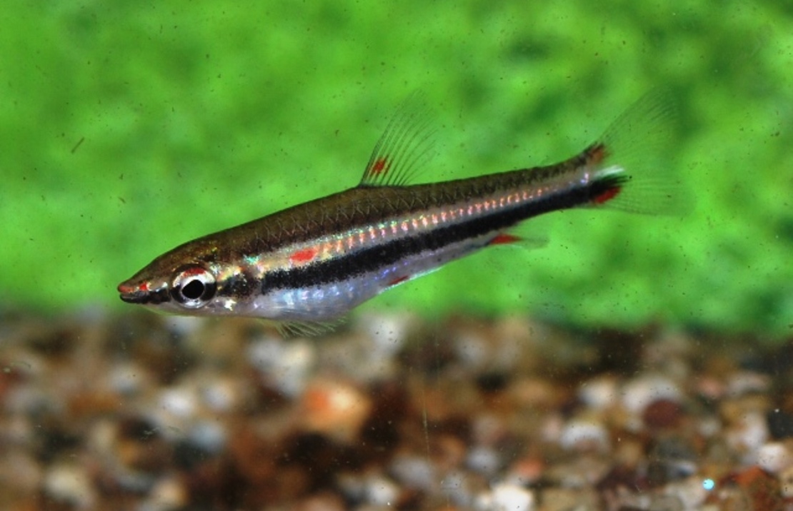 Poisson-crayon À Trois Bandes