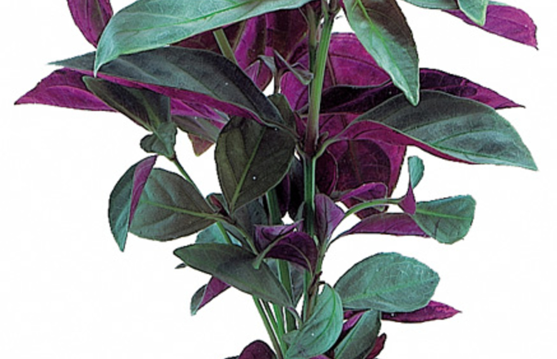 Nomaphila Species (red) - Ta