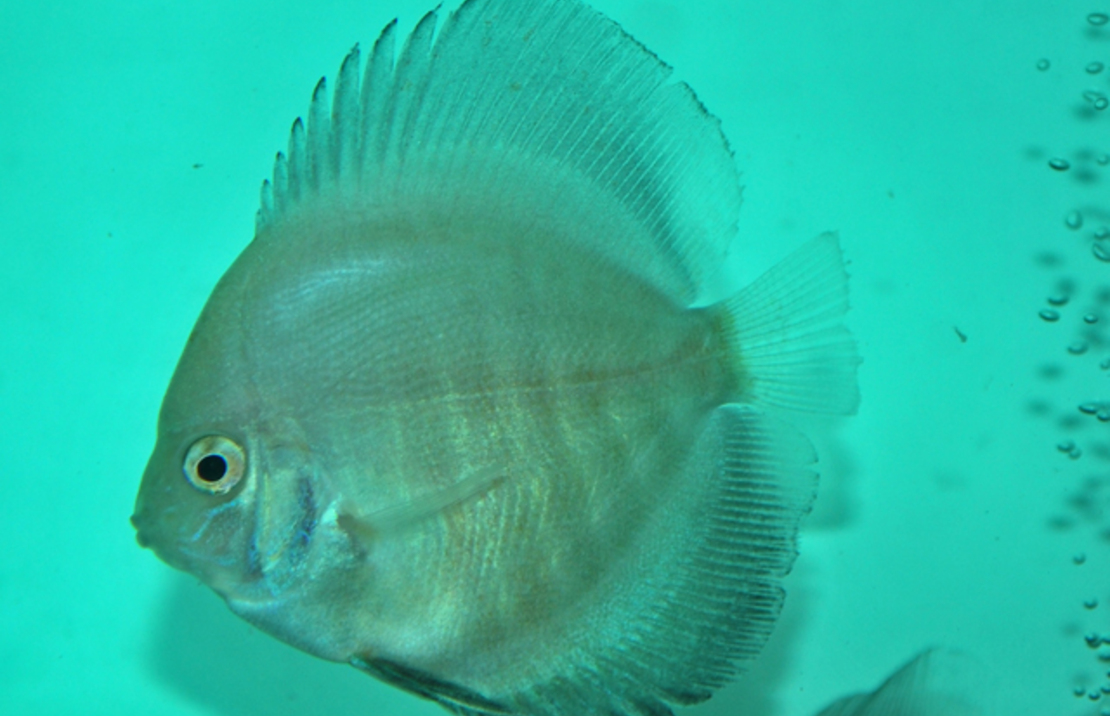 Discus Blanc Sparkling