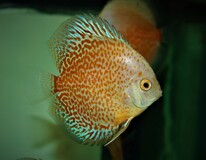 Discus Blanc Sparkling