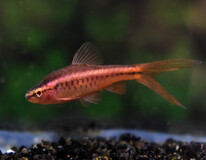 Cherry Barb Long Fin