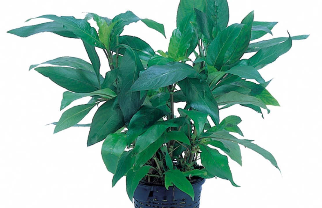 Hygrophila Corymbosa 'siamensis' - Xl