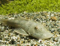 L187b Striped Bulldog Pleco